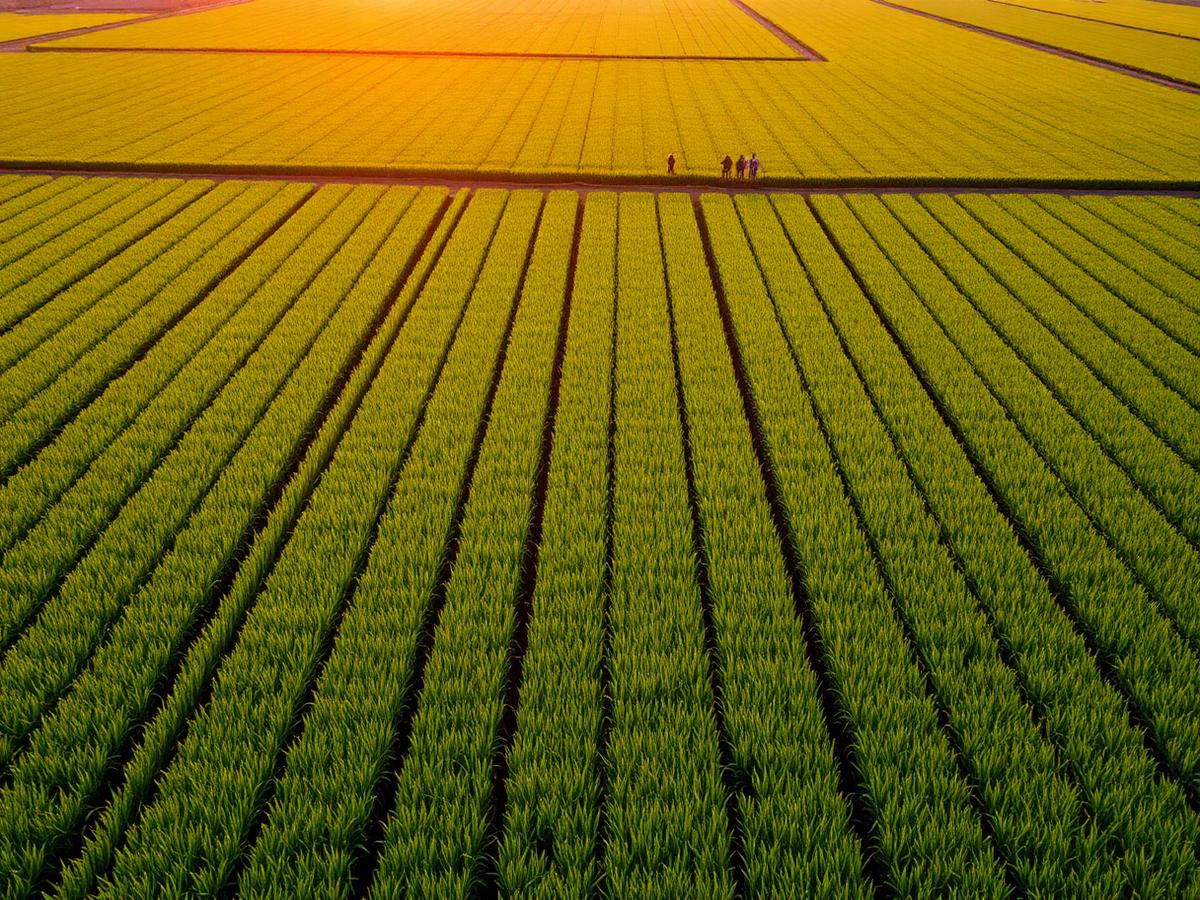 Vast farm fields